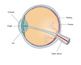 CLASS 10 Science | Chapter- HUMAN EYE and Colourful World | accommodation of the eye